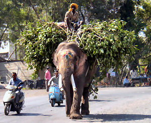 Auf dem Elefanten, in Pune