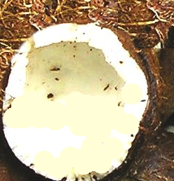 Indische Gewürze Kokosnuss