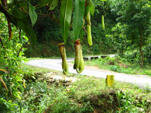 Kannenpflanzen an einem Wet in Meghalya