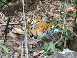 Tiger im Bandhavgar Nationalpark