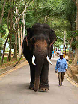 Indischer Elefant im Park