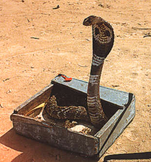 Heilige Tiere Schlange Reise Nach Indien