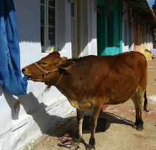 Die Kuh in Indien wohnt mitten in der Stadt