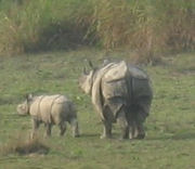 Assam, Nashörner im Nationalpark
