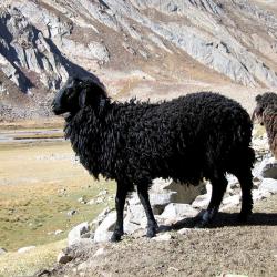 Schafe in Ladakh Nordindien
